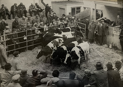 Auction ring, with auctioneer Jim Laverack.