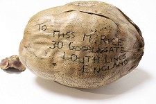 Coconut sent by post