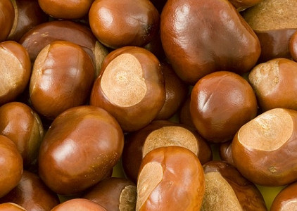 Conkers, or horse chestnuts