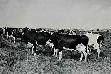 Dairy farming in the last 100 years