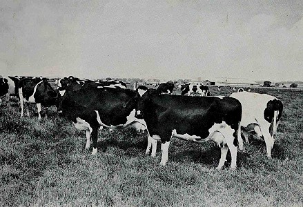Cockerington herd sold in 1971