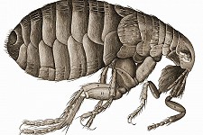 Epidemics in Louth, and the Saturday Pits