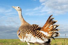 The Great Bustard
