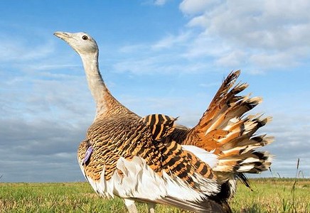 Great bustard