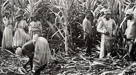 Slaves in a Caribbean sugar plantation